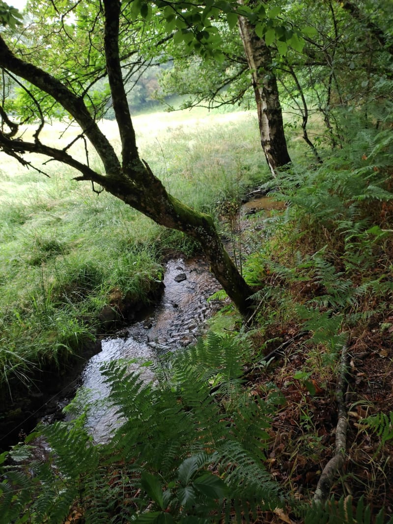 Entre forêt et cours d'eau - Bersac-sur-Rivalier