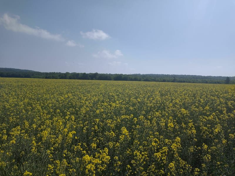 Très belle marche à pied autour de la Grange aux Ormes - Metz