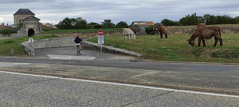 Balade agréable Île de Ré - La Flotte