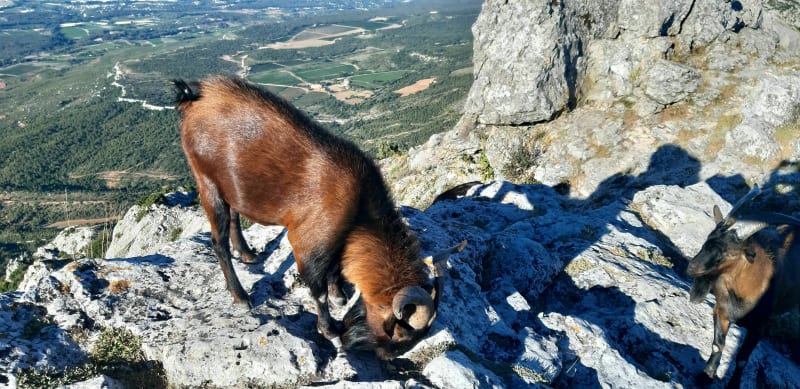 Le Pic des Mouches - Puyloubier