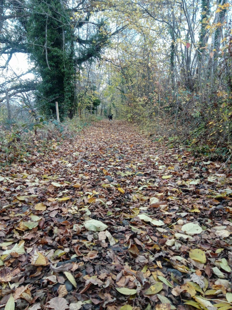 Entraînement trail - Le Monteil