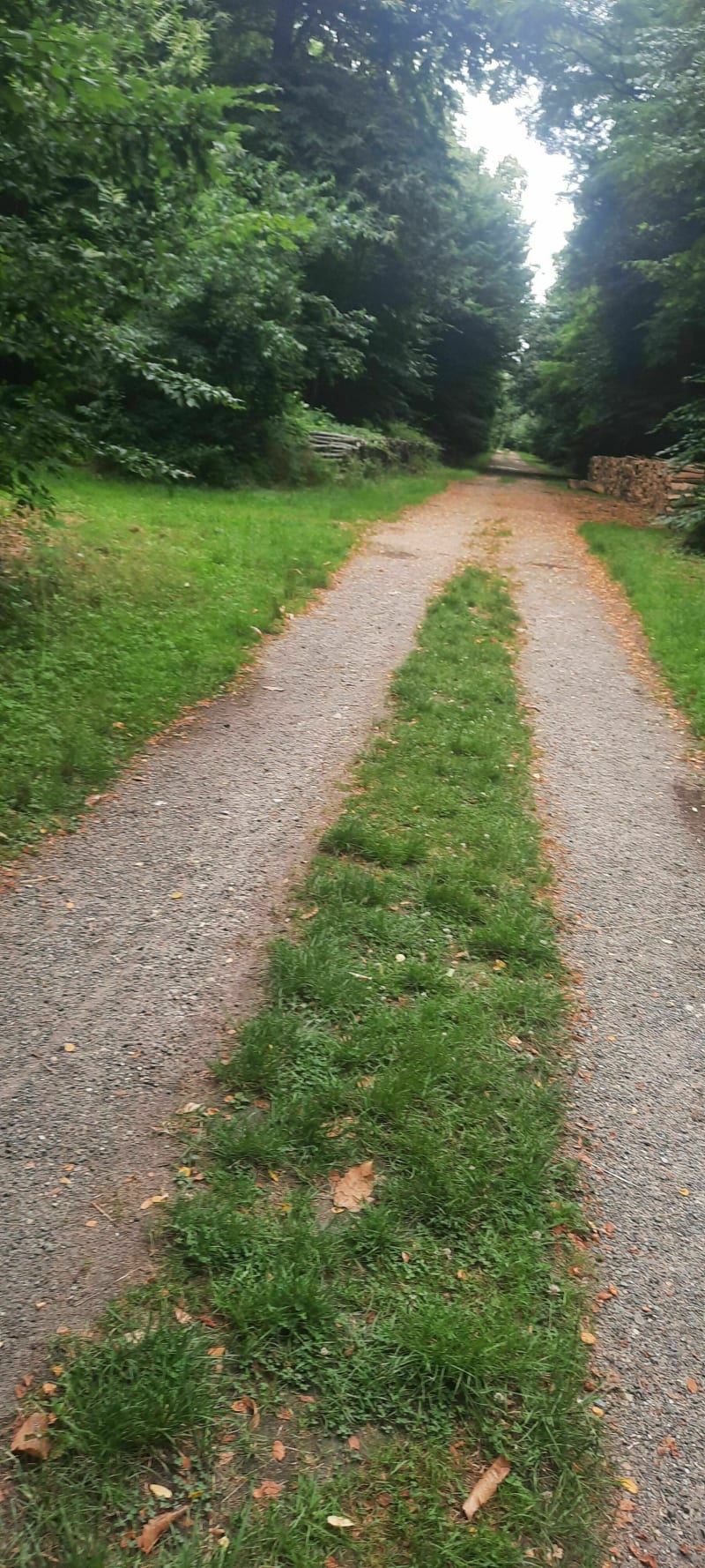 Forêt de Brou sur Chantereine - Brou-sur-Chantereine