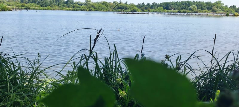 Dans le marais audomarois - Clairmarais