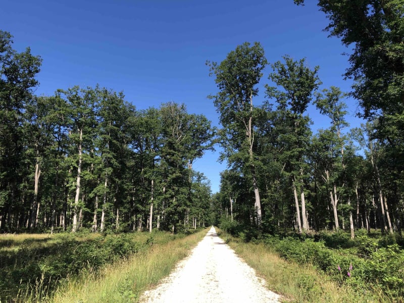 Evasion et déconnexion dans la forêt de Boulogne - Bracieux