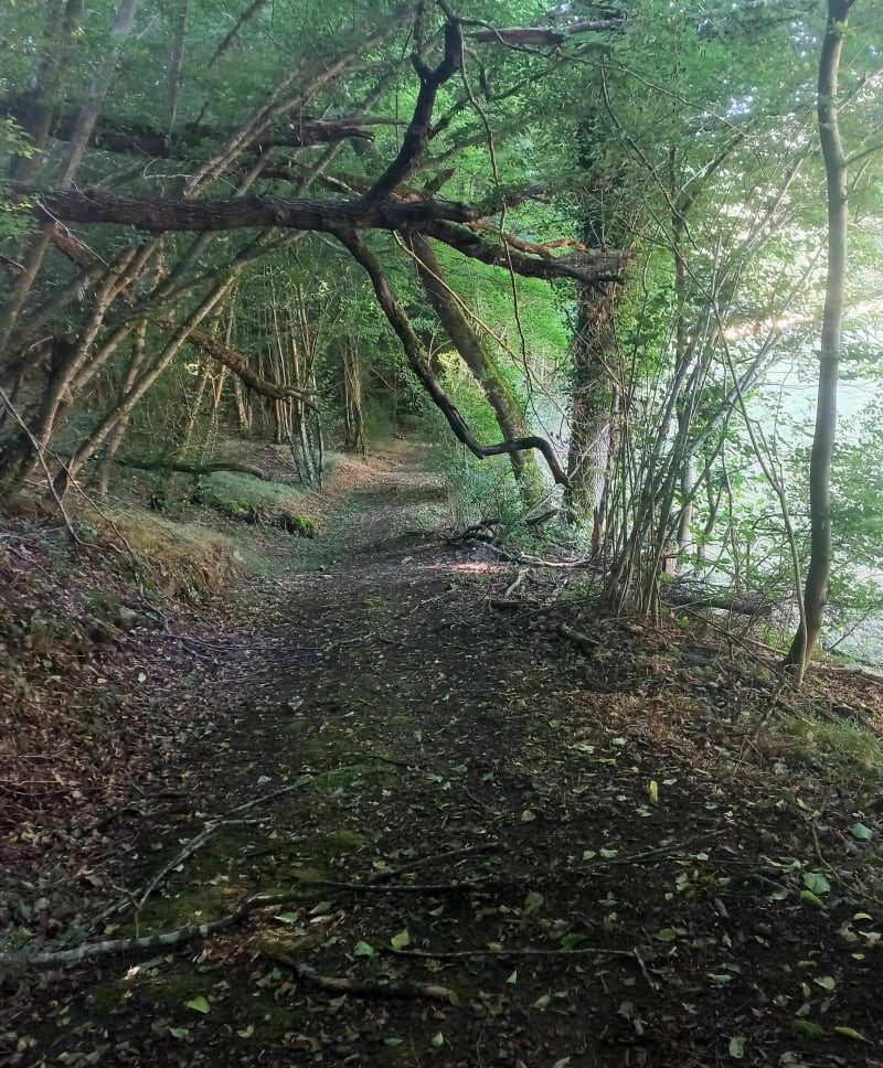 Sentier des moulins et sentier botanique à VTT - Chazelles-sur-Lyon