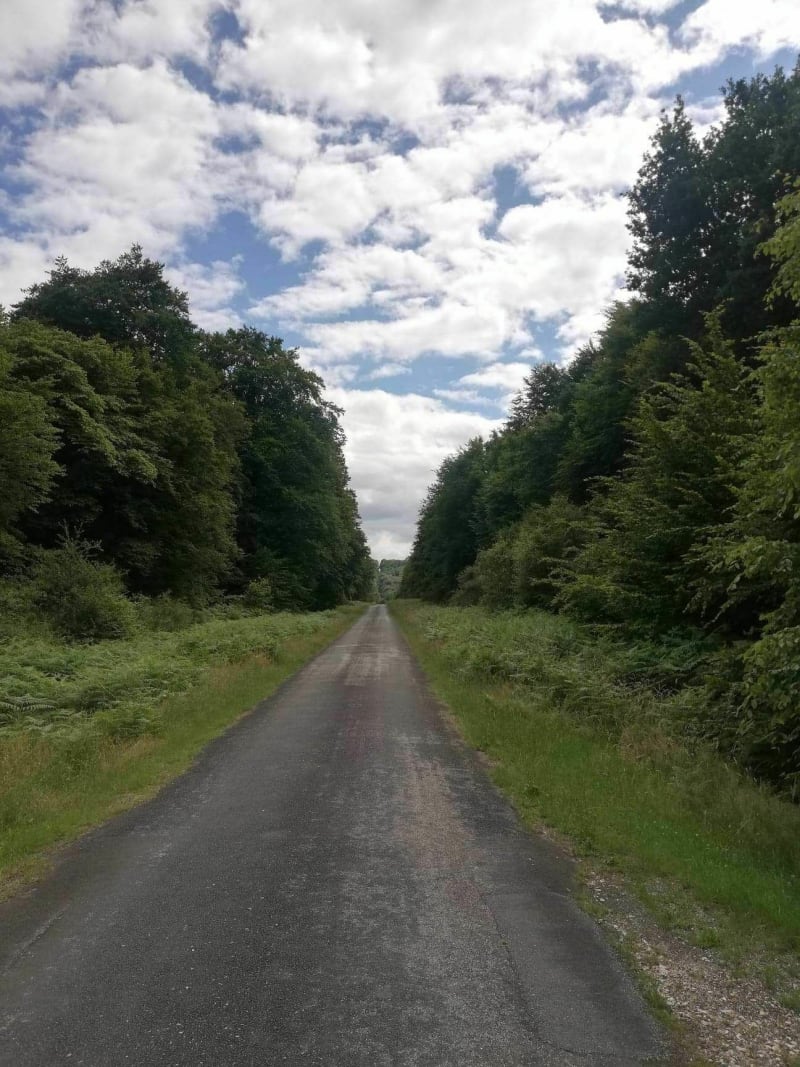 Forêt de Brotonne - Arelaune-en-Seine