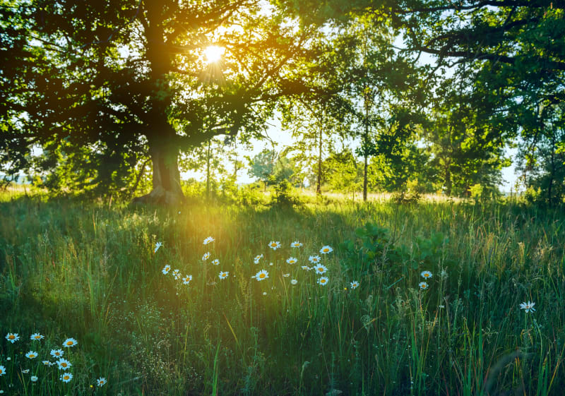 Virée en forêt de Senonches et fraîcheur de la Ballastière - Senonches