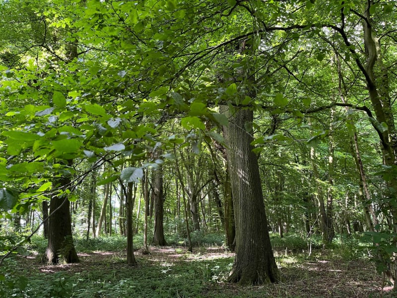 Randonnée à travers champs et sous-bois à Monchy - Monchy-au-Bois