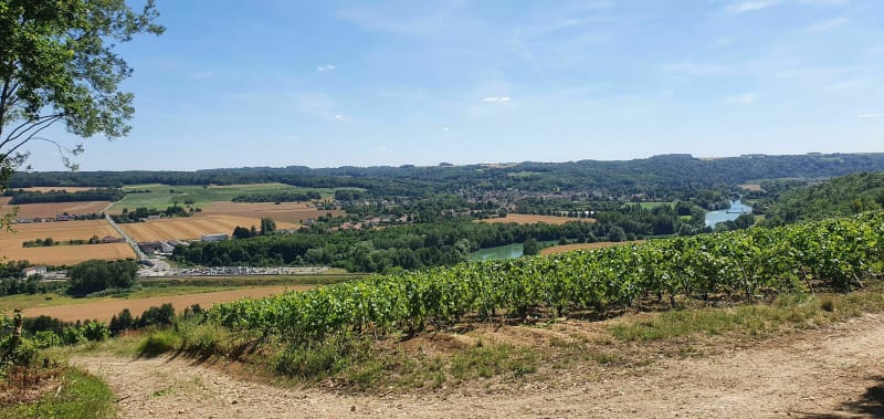 Balade en Omois entre sous-bois, vignes et bords de Marne - Bézu-le-Guéry