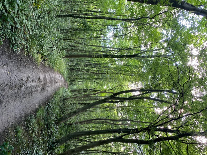 Balade dans la forêt des Vallières - Thorigny-sur-Marne