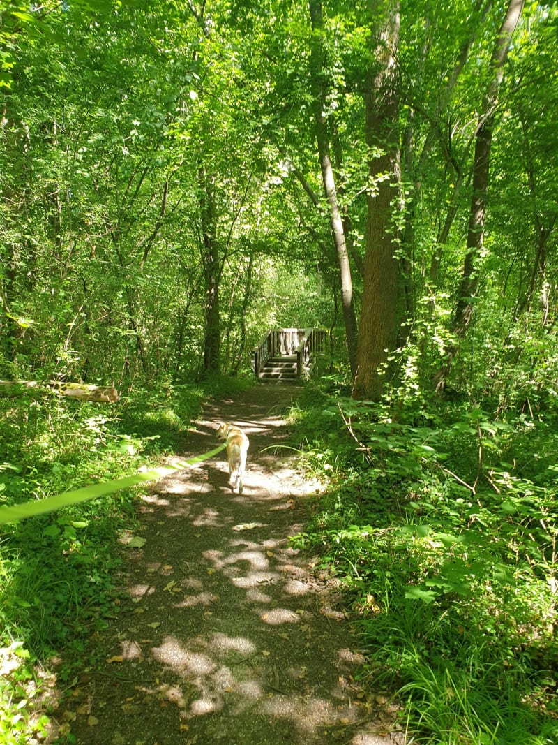 Petite balade en forêt le long d'un ruisseau autour de Glaserswoerth - Robertsau