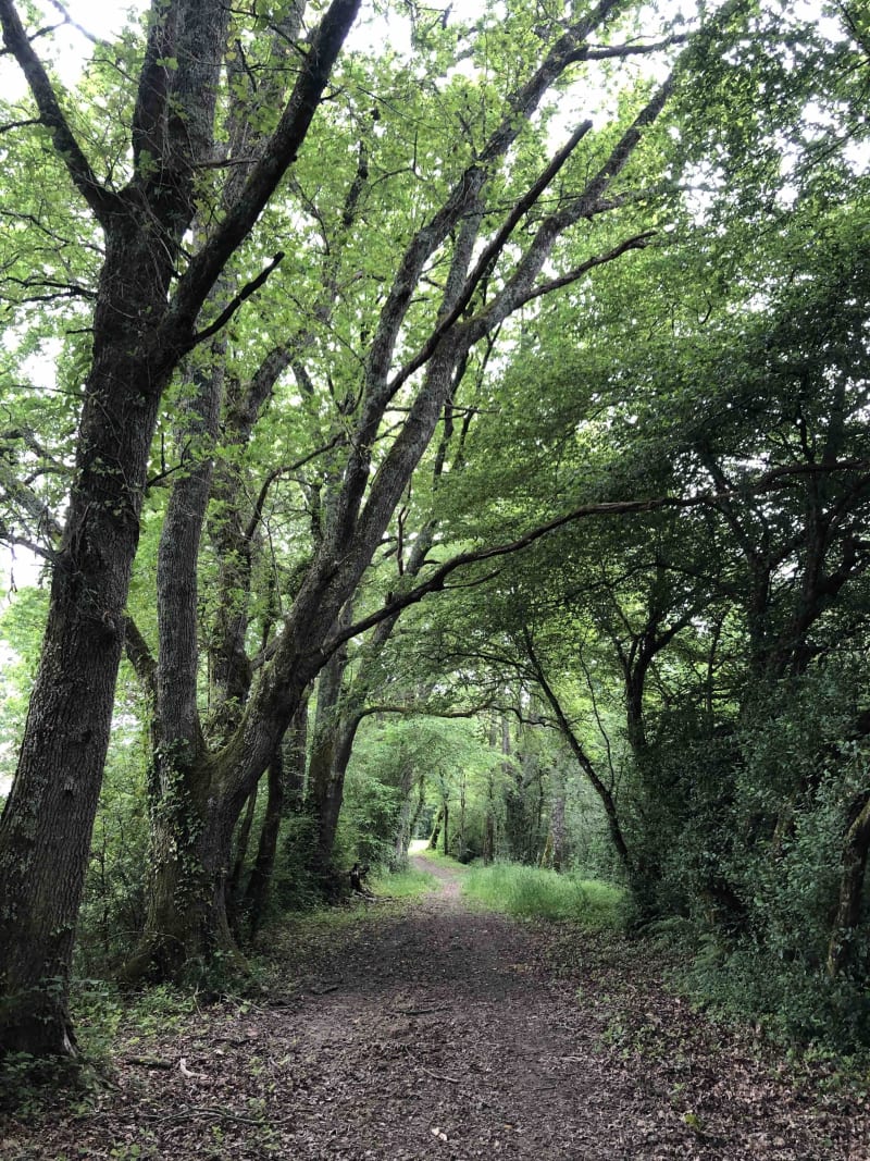 Balade entre campagne et forêt à Barbotan-les-Thermes - Cazaubon
