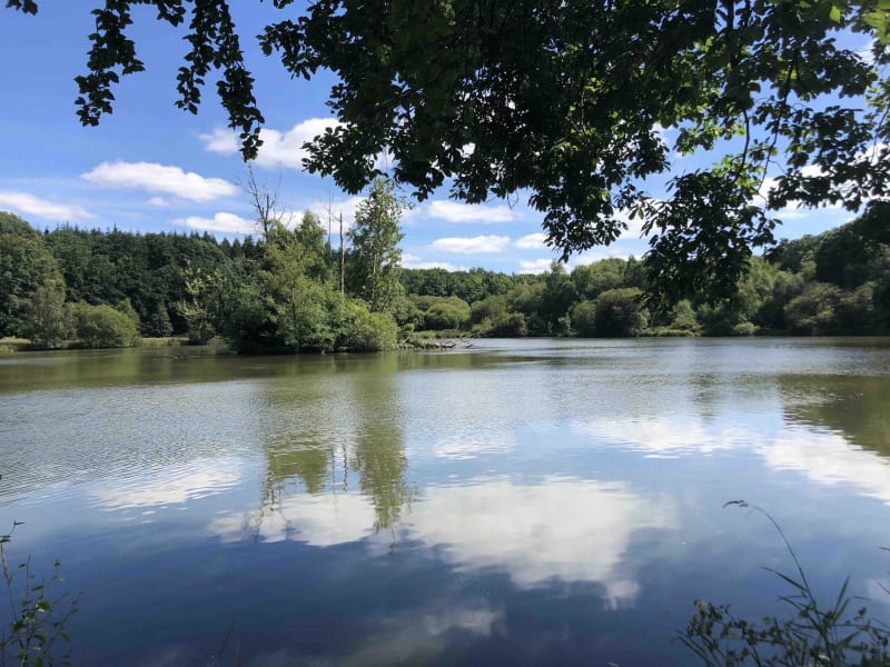 Tour du Grand Etang, entre forêt, plage et vieux château - Sillé-le-Guillaume