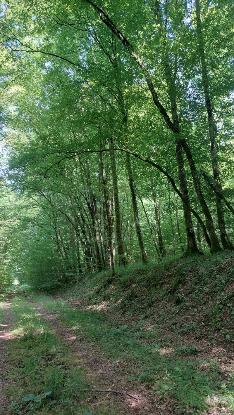 Aller retour sur les voies du Naix à Güe - Ligny-en-Barrois