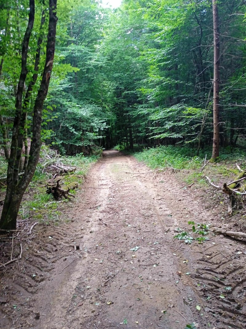 Balade du gros chêne - Ébreuil