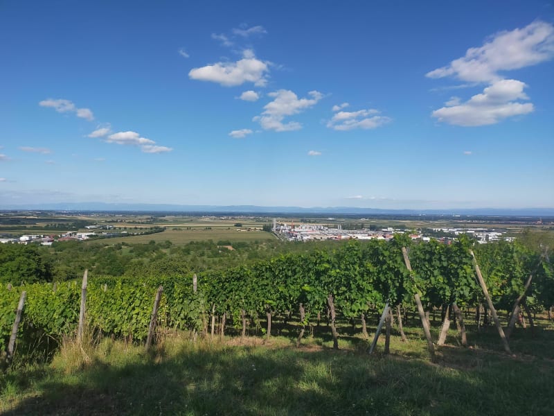 Autour du Bischenberg - Bischoffsheim