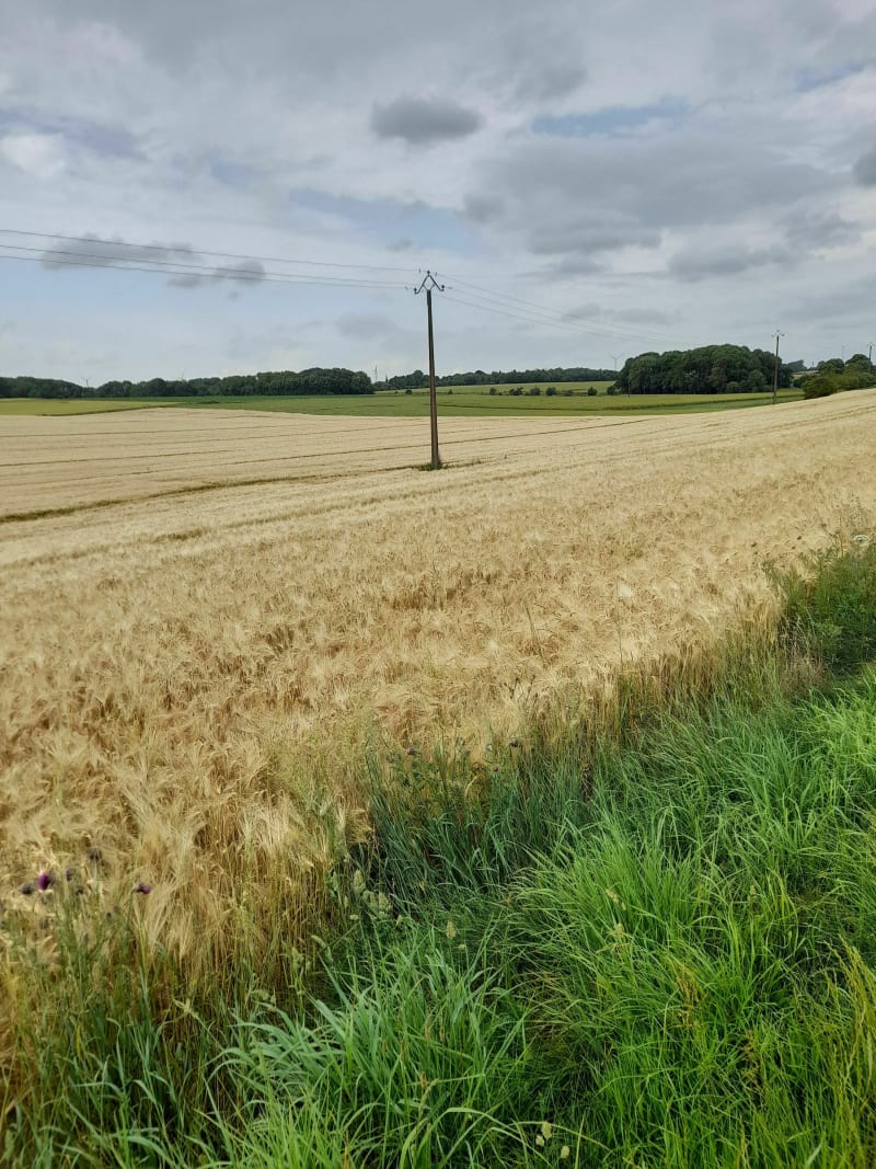 Petite marche du matin à Buigny-l'Abbé - Buigny-l'Abbé