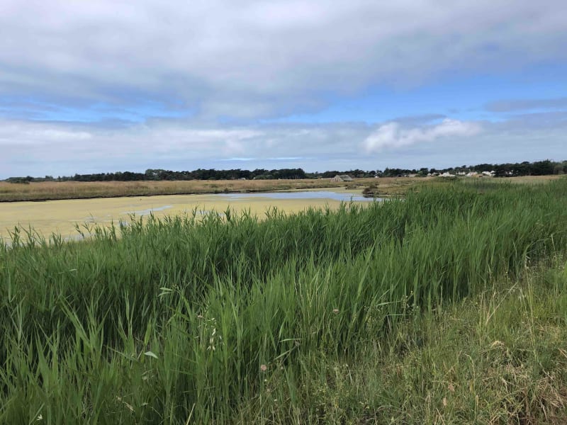 À vélo sur des chemins de mer et de marais à Noirmoutier - Noirmoutier