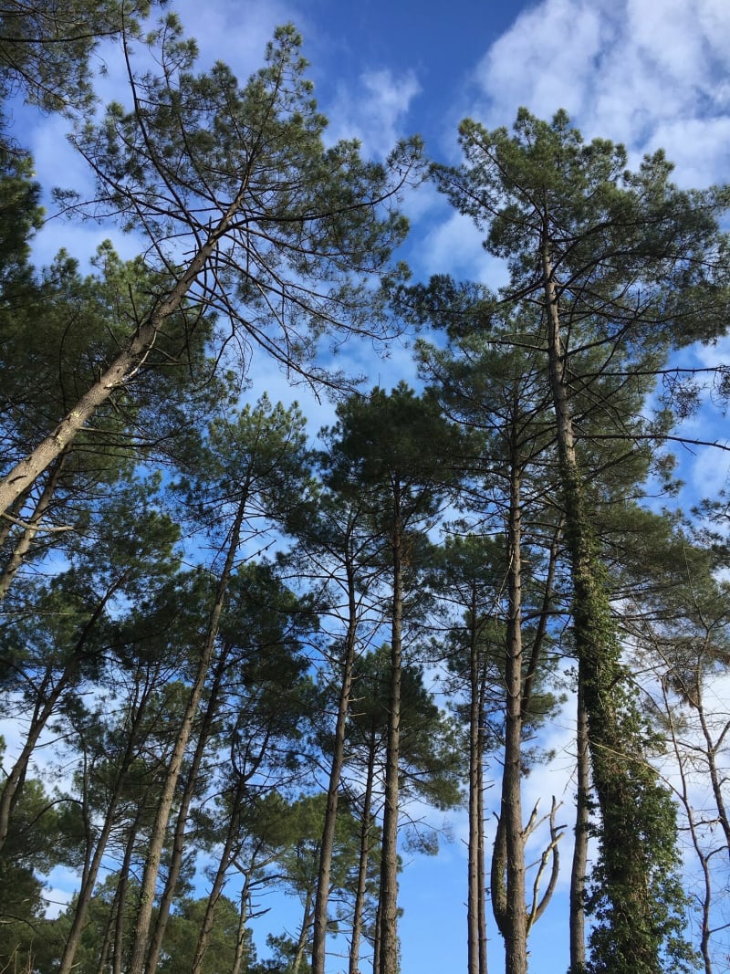 Promenade dans la pinède - Salles