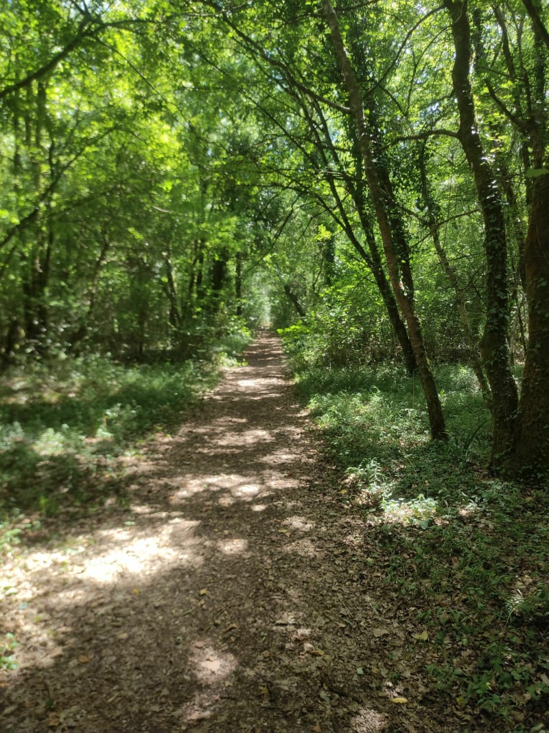 Petite boucle forêt de Courçon - Benon