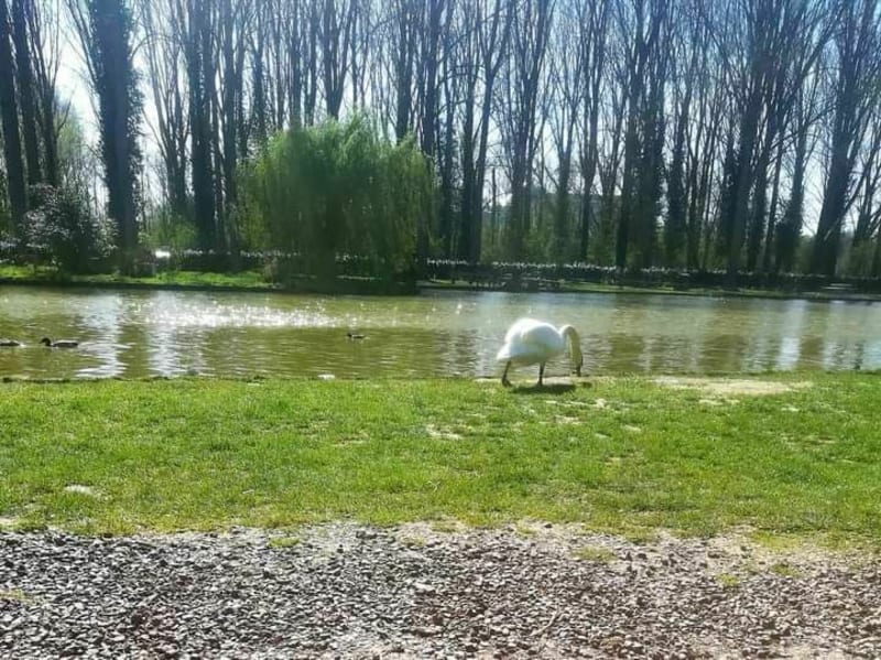 Petite marche à l'étang d'Escaudoeuvres - Escaudœuvres