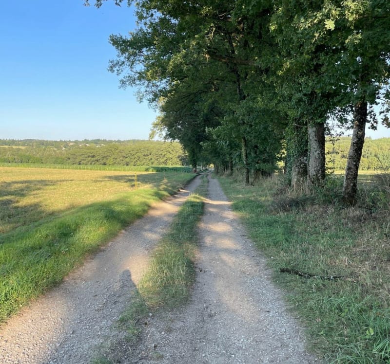 Promenade dans la forêt communale de Feytiat - Feytiat