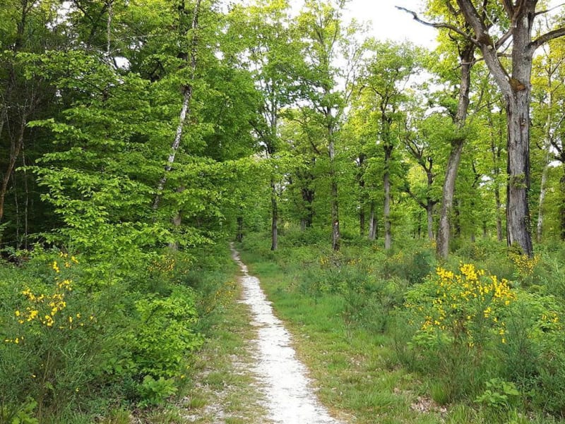 La forêt d'Agre - Montech