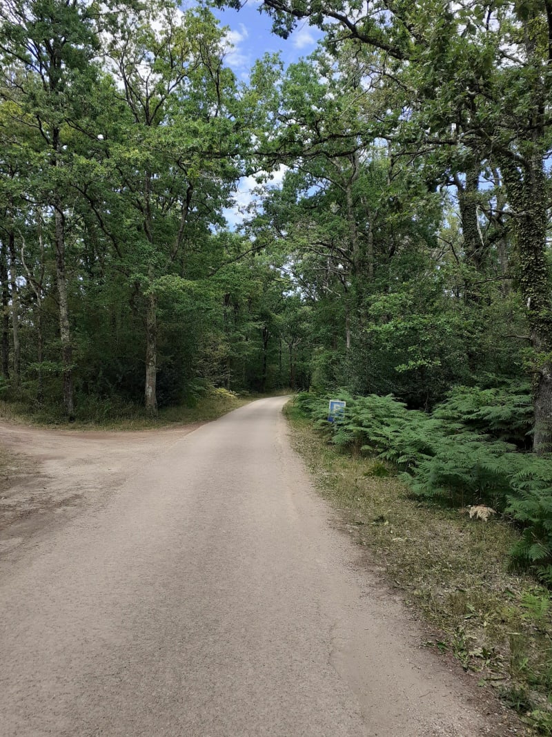 Balade au coeur de la forêt de Cunault - Gennes-Val-de-Loire
