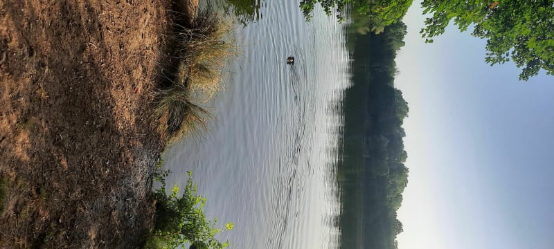 Étang de la loy - Saint-Thibault-des-Vignes