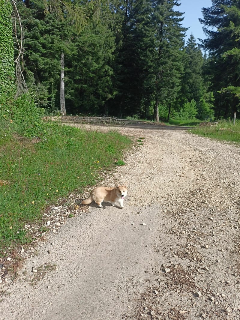 Balade en forêt de Bellignat avec ma chienne - Bellignat