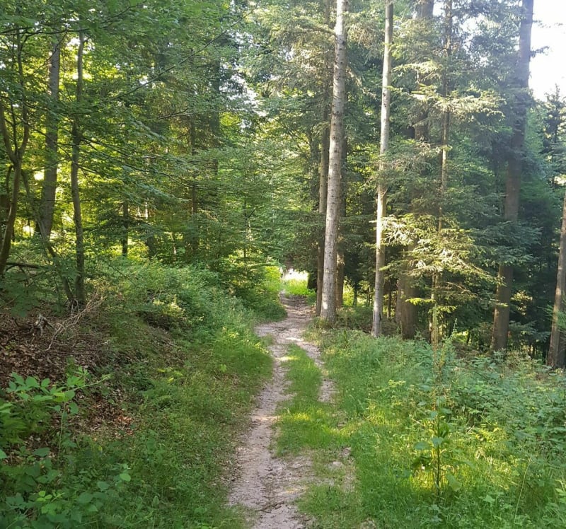 Petite balade autour de Schaeferhof - Dabo