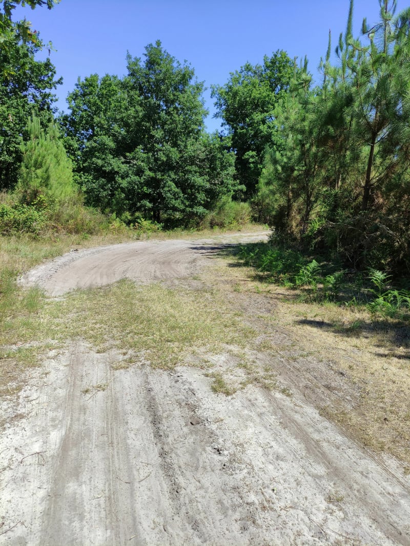 Balade entre le désert et la Forêt - Rion-des-Landes