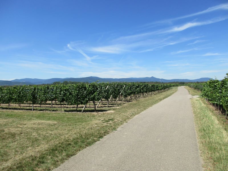 Petit circuit vignoble - Colmar