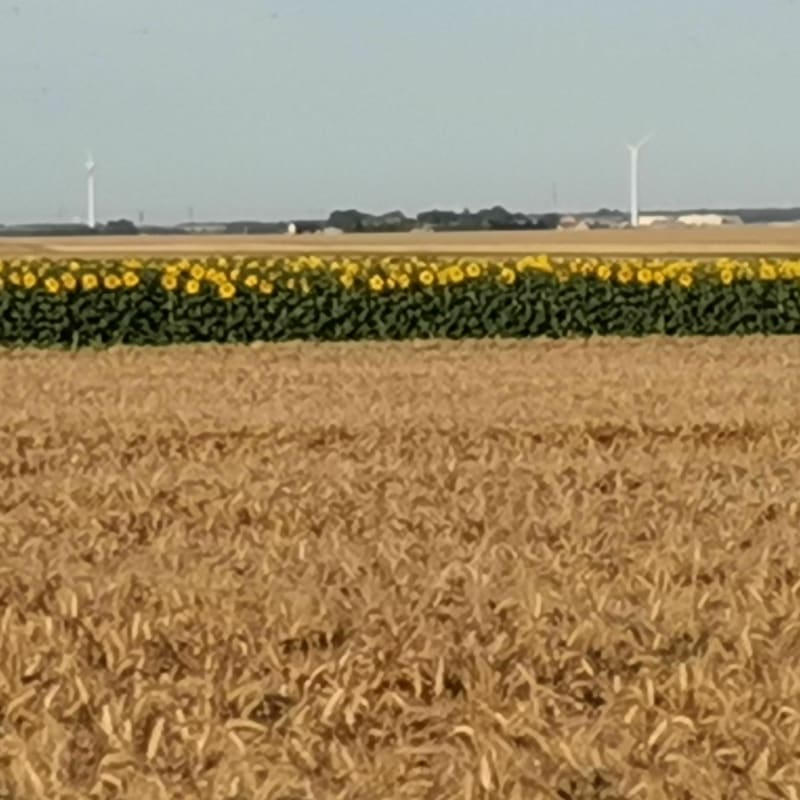 Balade au cœur de la Beauce - Gommerville