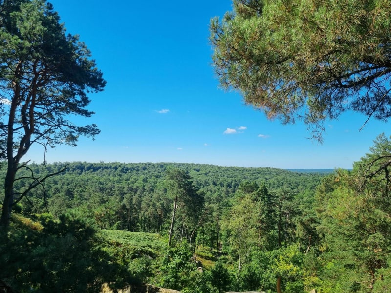 Le long rocher - Fontainebleau