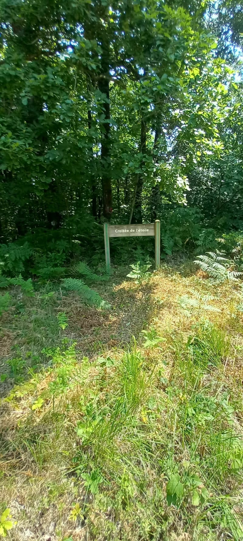 La croix de l'étoile et forêt domaniale de Loudéac - Loudéac