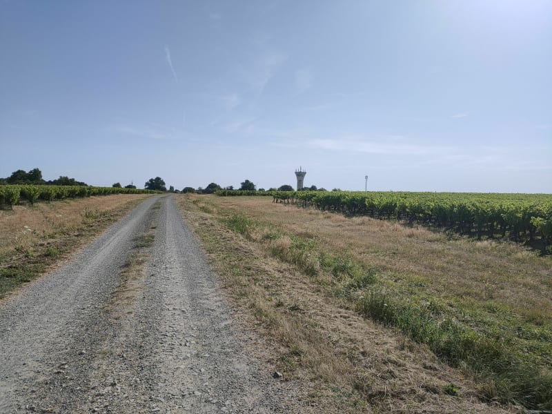 Le vignoble Tillièrois - Sèvremoine