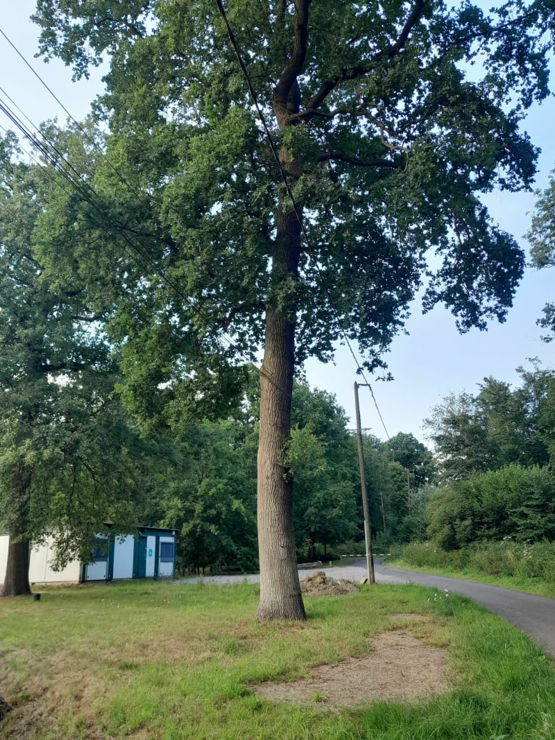 Petit tour du soir dans la forêt d'Ostricourt - Ostricourt