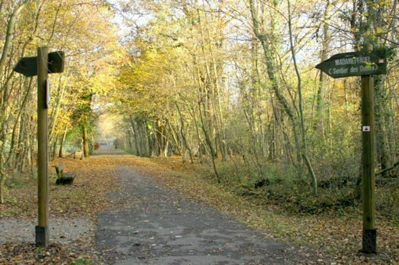 Balade dans la forêt du Neuhof Stockfeld - Strasbourg