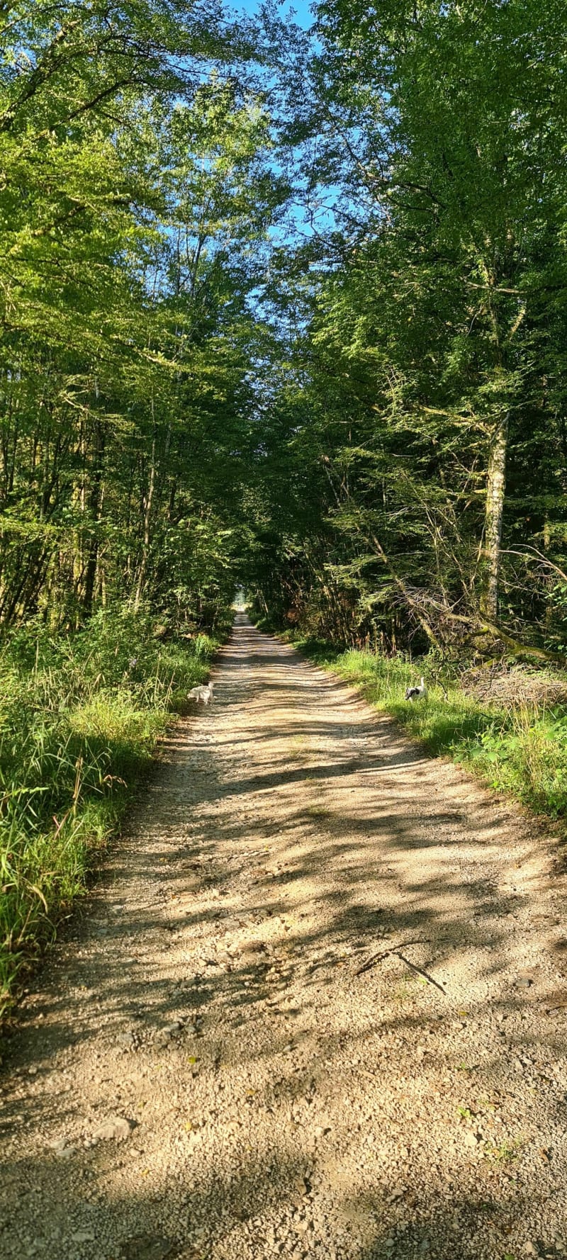 Bois de la Breteniere - Fontenotte