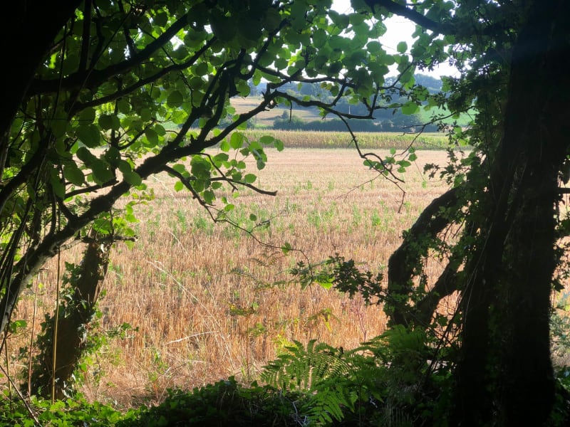 Forêt et petits chemins - Saint-Mars-de-Locquenay