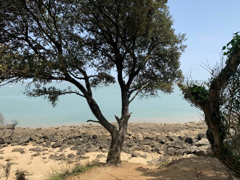 Aytré -Cheffe de Baie - Aytré