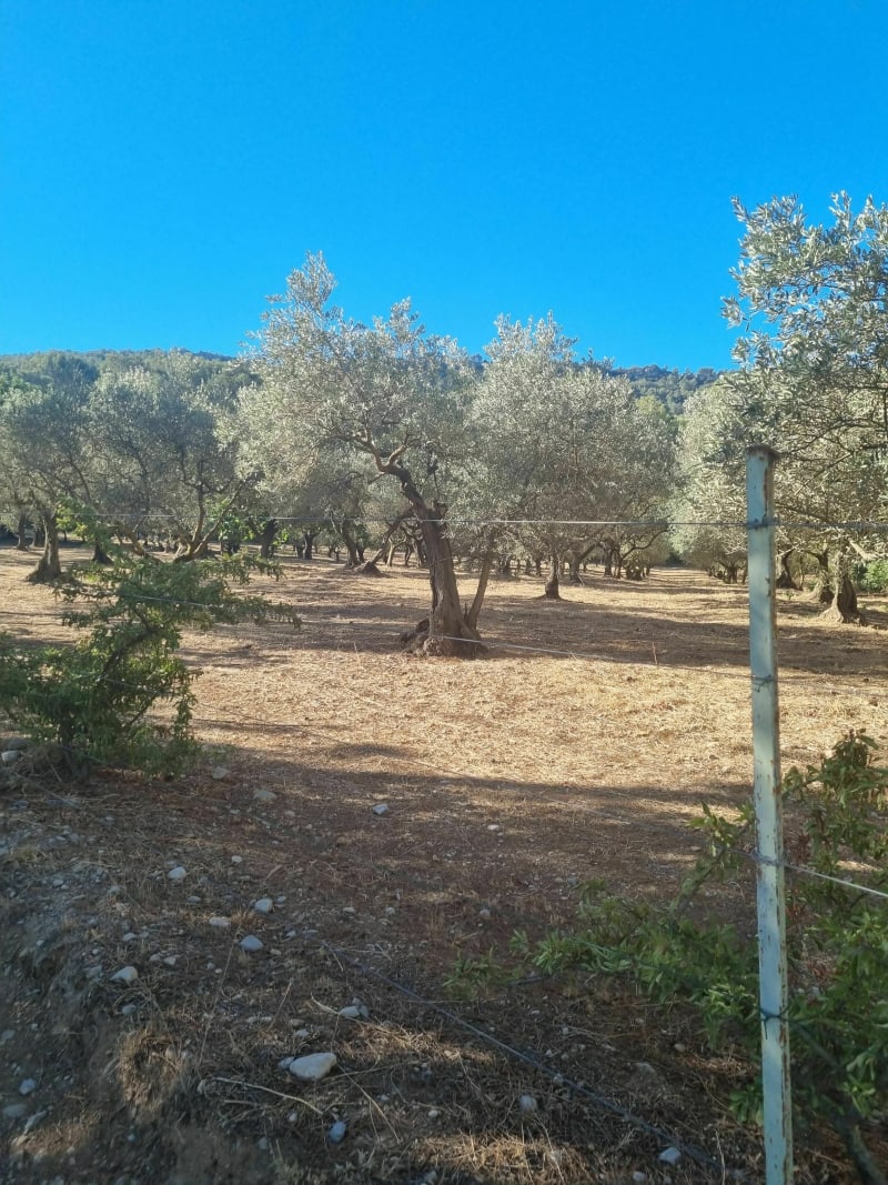 Sur la route des biguettes de cuges - Cuges-les-Pins