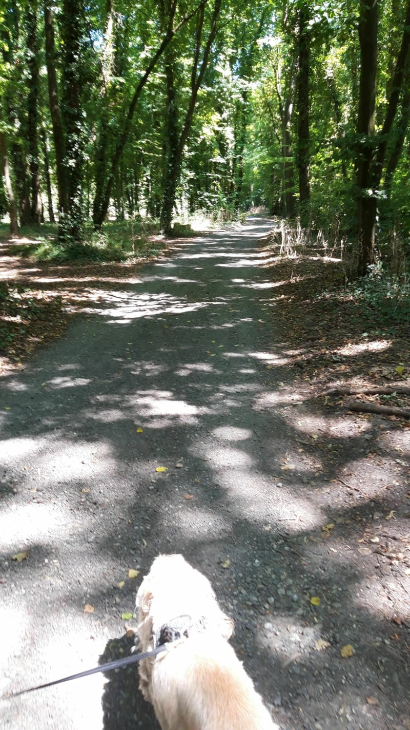 Balade en forêt de Gouvieux - Gouvieux