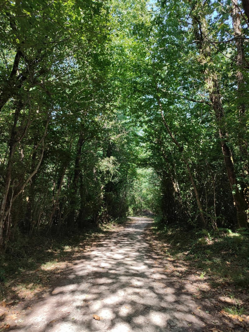 Balade en forêt proche de Saintes - La Clisse