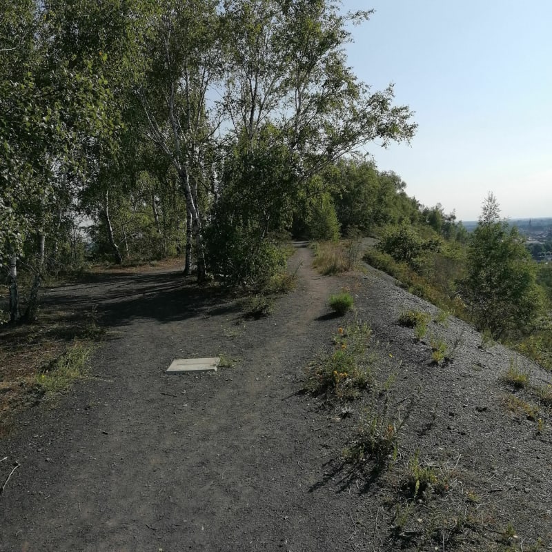 Balade entre bois et terril de Pinchonvalles - Givenchy-en-Gohelle