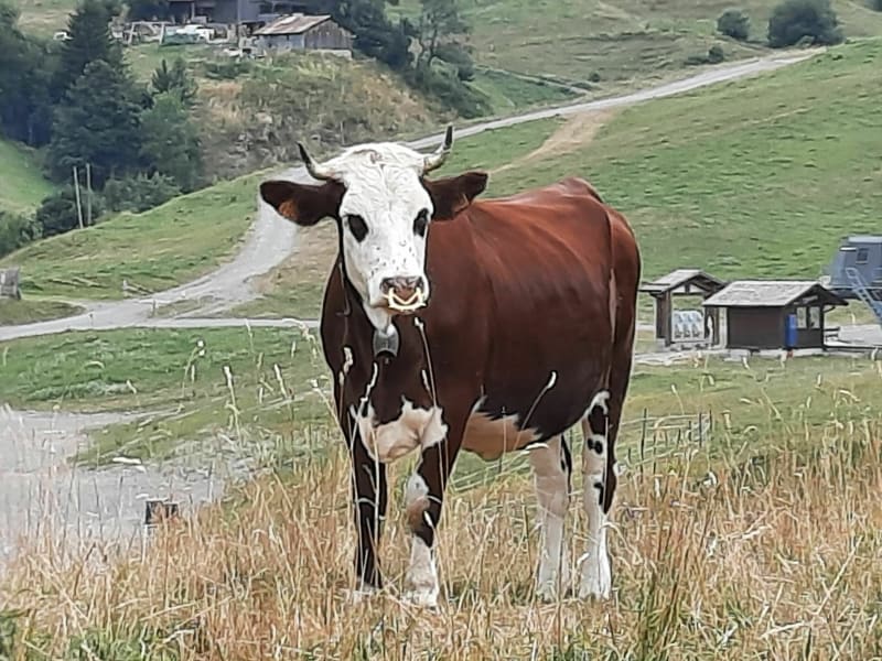Tour du mont Lachat de Châtillon - Le Grand-Bornand