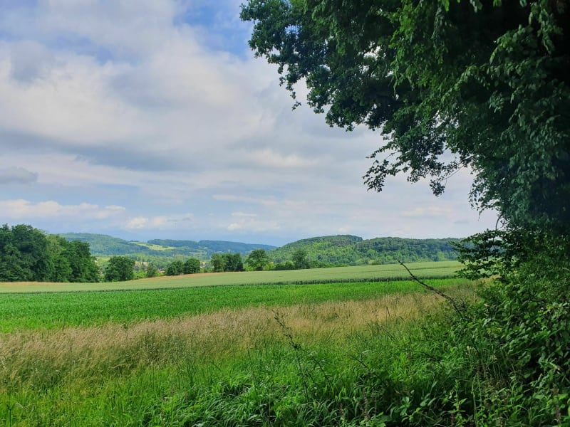 Boucle par la voie romaine Hirsingue-Wittersdorf - Hirsingue