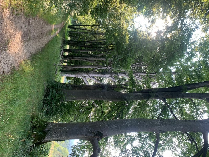 Allée des hêtres Glaserberg - Winkel