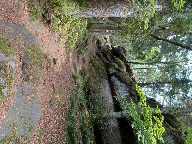 Jusqu'à la Haute Pierre de Moyenmoutier - Moyenmoutier